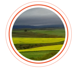 Rolling green and yellow canola fields of the Overberg countryside